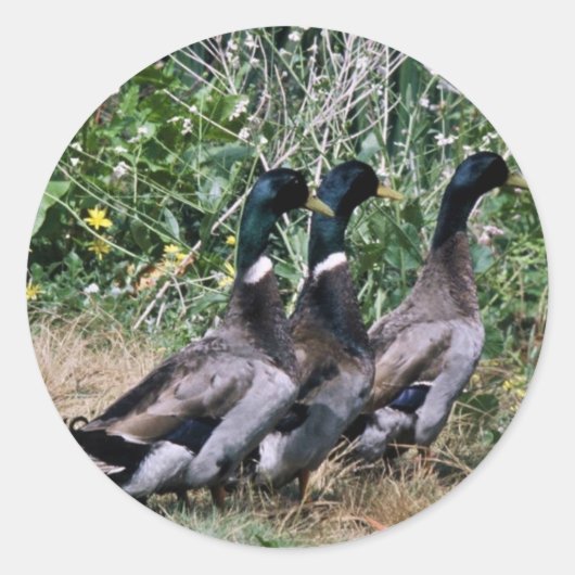 Mallards Ronde Sticker (Voorkant)