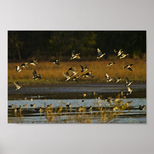 Mallards uit water poster (Voorkant)