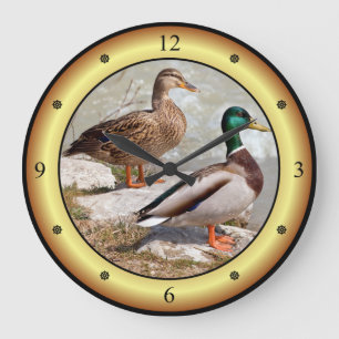Mallards ~ Wilde Ducks ~ Anas platyrhynchos ~ Grote Klok
