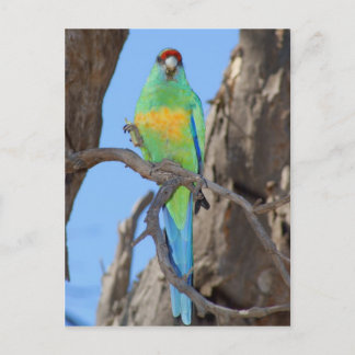 Mallee Ringnek Parrot Briefkaart