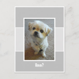 Malshi Hond Wonder Ansichtkaart Briefkaart