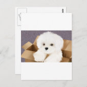 malta in een doos briefkaart (Voorkant / Achterkant)