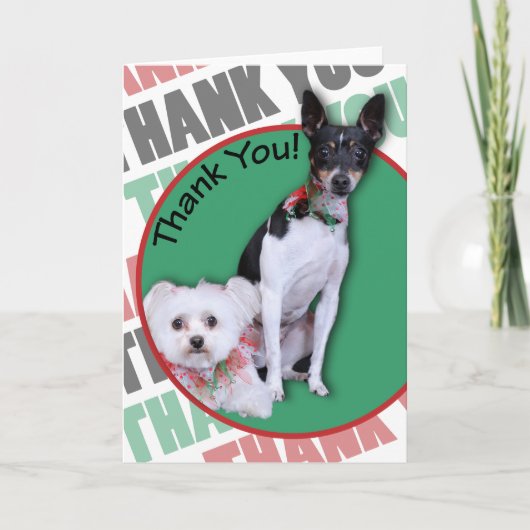 Maltais et Fox Terrier Merci (Devant)