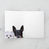 Maltais et Fox Terrier Merci (Intérieur)