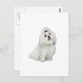 Maltees (A) - met top inkeping Briefkaart (Voorkant / Achterkant)