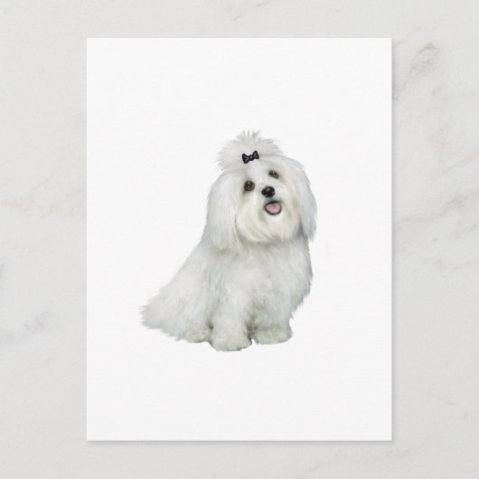 Maltees (A) - met top inkeping Briefkaart (Voorkant)