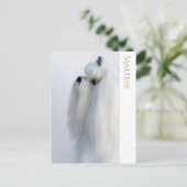 Maltees Briefkaart (Staand voorkant)