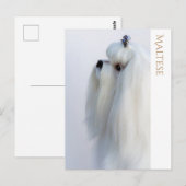 Maltees Briefkaart (Voorkant / Achterkant)