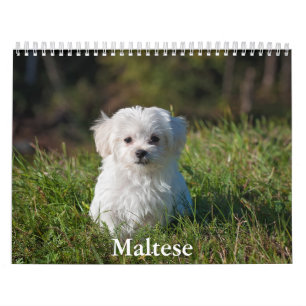Maltees Calendar Kalender