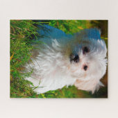 Maltees Hondenras. Legpuzzel (Horizontaal)