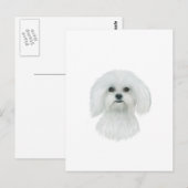 Maltees hoofdportret briefkaart (Voorkant / Achterkant)