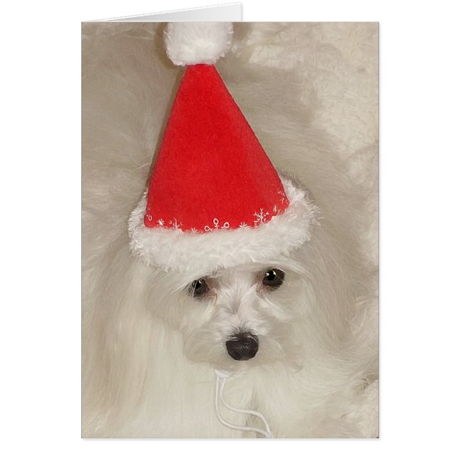 Maltees Kerstmis (Voorkant)