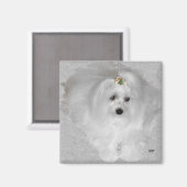 Maltees met kerstboog magneet (Voorkant / Achterkant)