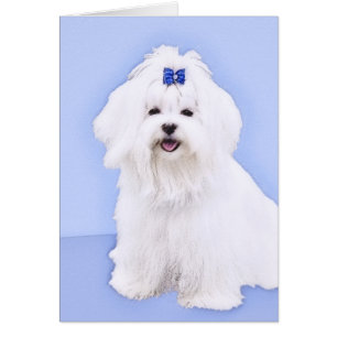 Maltees schilderen - Kute Original Dog Art