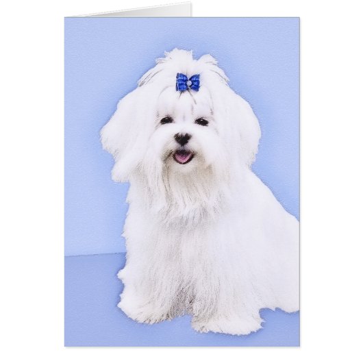 Maltees schilderen - Kute Original Dog Art (Voorkant)