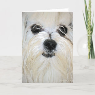 Maltees Wenskaart Kaart