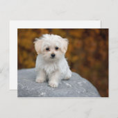 Maltees White Puppy Foto Briefkaart (Voorkant / Achterkant)