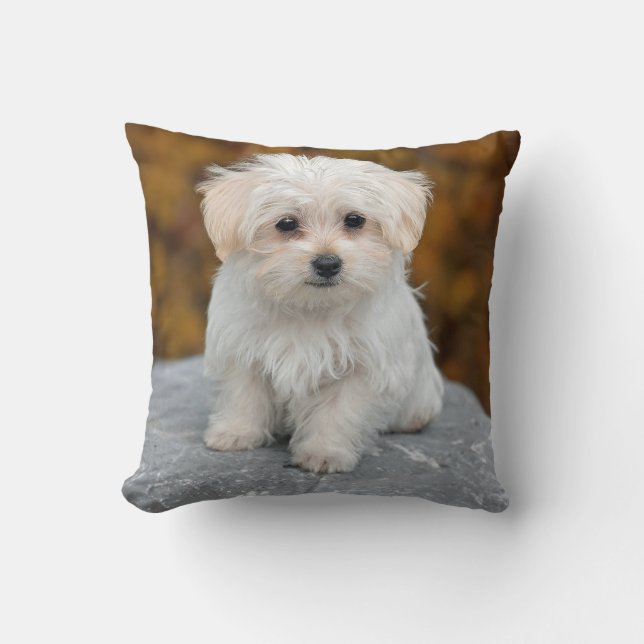 Maltees White Puppy Foto Kussen (Voorkant)