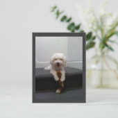 Maltese Bichon chien Carte postale (Debout devant)