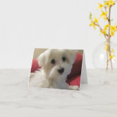 Maltese briefkaarten (Gele Bloem)