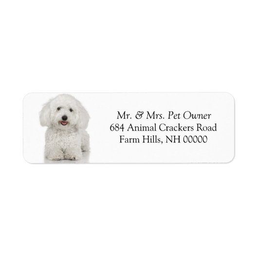 Maltese Chien Retourner Adresse Mail Stickers Étiq (Devant)