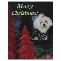 Maltese Christmas