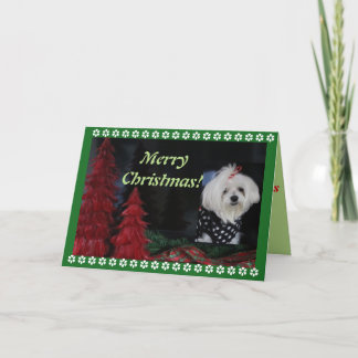 Maltese Christmas Feestdagen Kaart