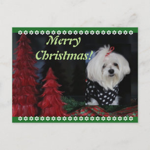 Maltese Christmas Feestdagenkaart