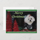 Maltese Christmas Feestdagenkaart (Voorkant / Achterkant)