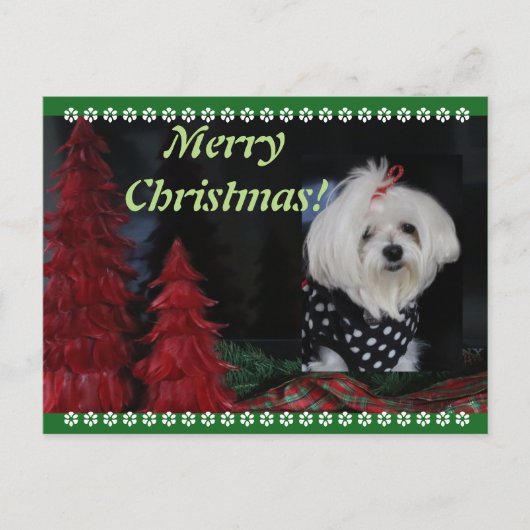 Maltese Christmas Feestdagenkaart (Voorkant)