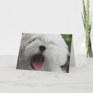 Maltese Dog Card Kaart