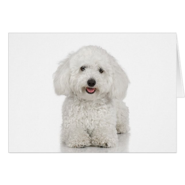 Maltese Dog White (Voorkant Horizontaal)