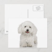Maltese Dog White Briefkaart (Voorkant / Achterkant)