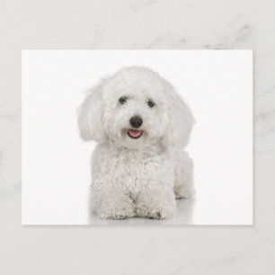 Maltese Dog White Briefkaart