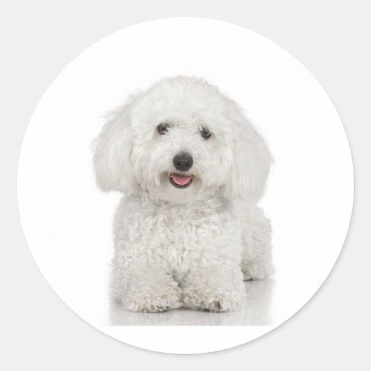 Maltese Dog White Ronde Sticker (Voorkant)