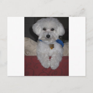 Maltese Gift Briefkaart