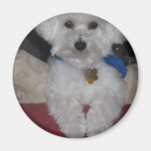 Maltese Gift Magneet