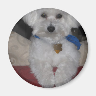 Maltese Gift Magneet