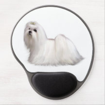 Maltese hond
