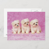 Maltese hond; is een klein ras van witte hond dat briefkaart (Voorkant / Achterkant)