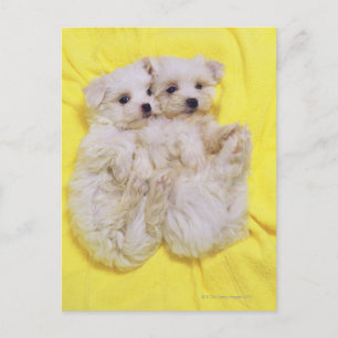 Maltese hond; is een klein ras van witte hond dat briefkaart