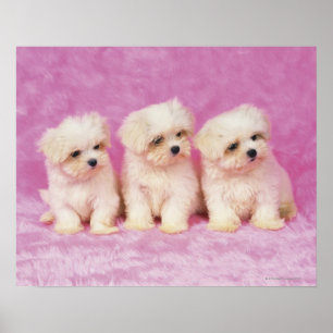Maltese hond; is een klein ras van witte hond dat poster