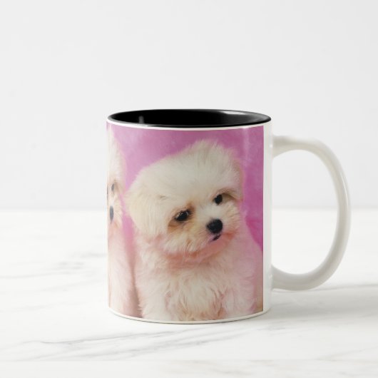 Maltese hond; is een klein ras van witte hond dat tweekleurige koffiemok (Rechts)