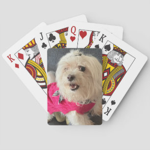 Maltese hond Kaarten spelen