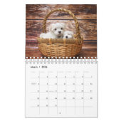 Maltese hond kalender (Mar 2026)