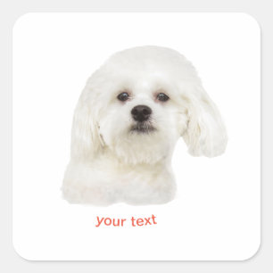 Maltese hond personaliseren vierkante sticker