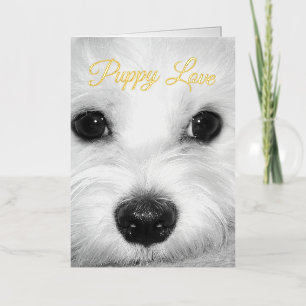 Maltese Hond Radiance Schattige Ogen & Neus Folie Wenskaart