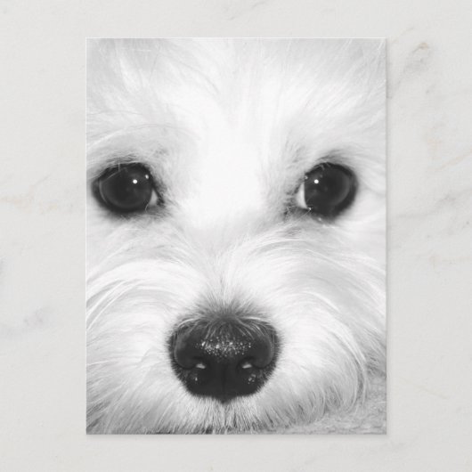 Maltese Hond Schattige Ogen en Charming Nose Briefkaart (Voorkant)