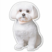 Maltese hond sticker (Voorkant)
