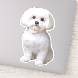 Maltese hond sticker